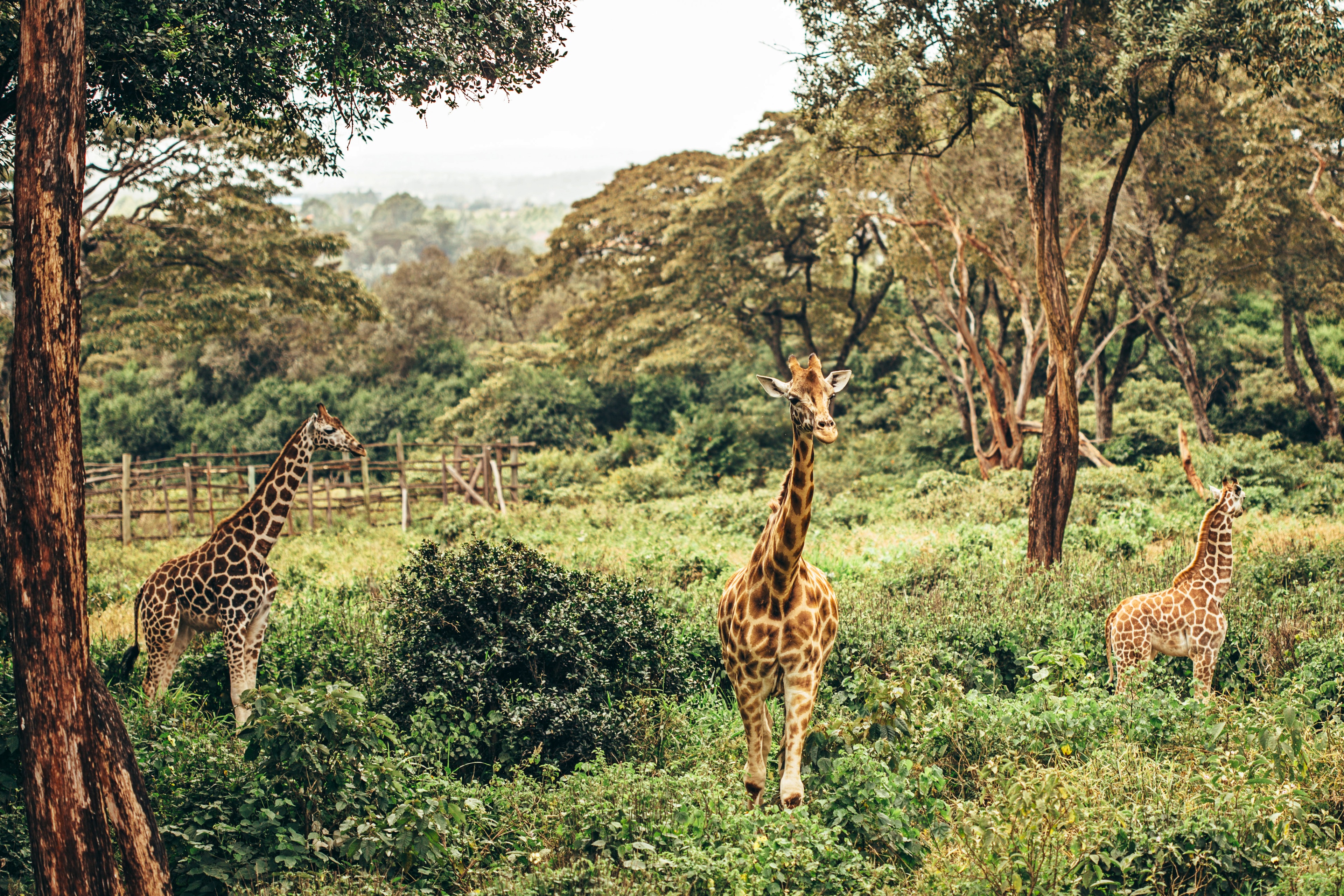 Nairobi | Pelago