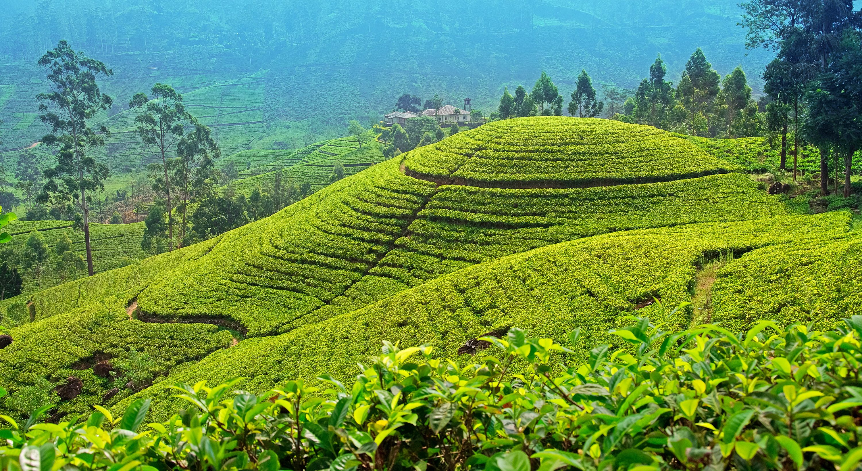 Nuwara Eliya | Pelago