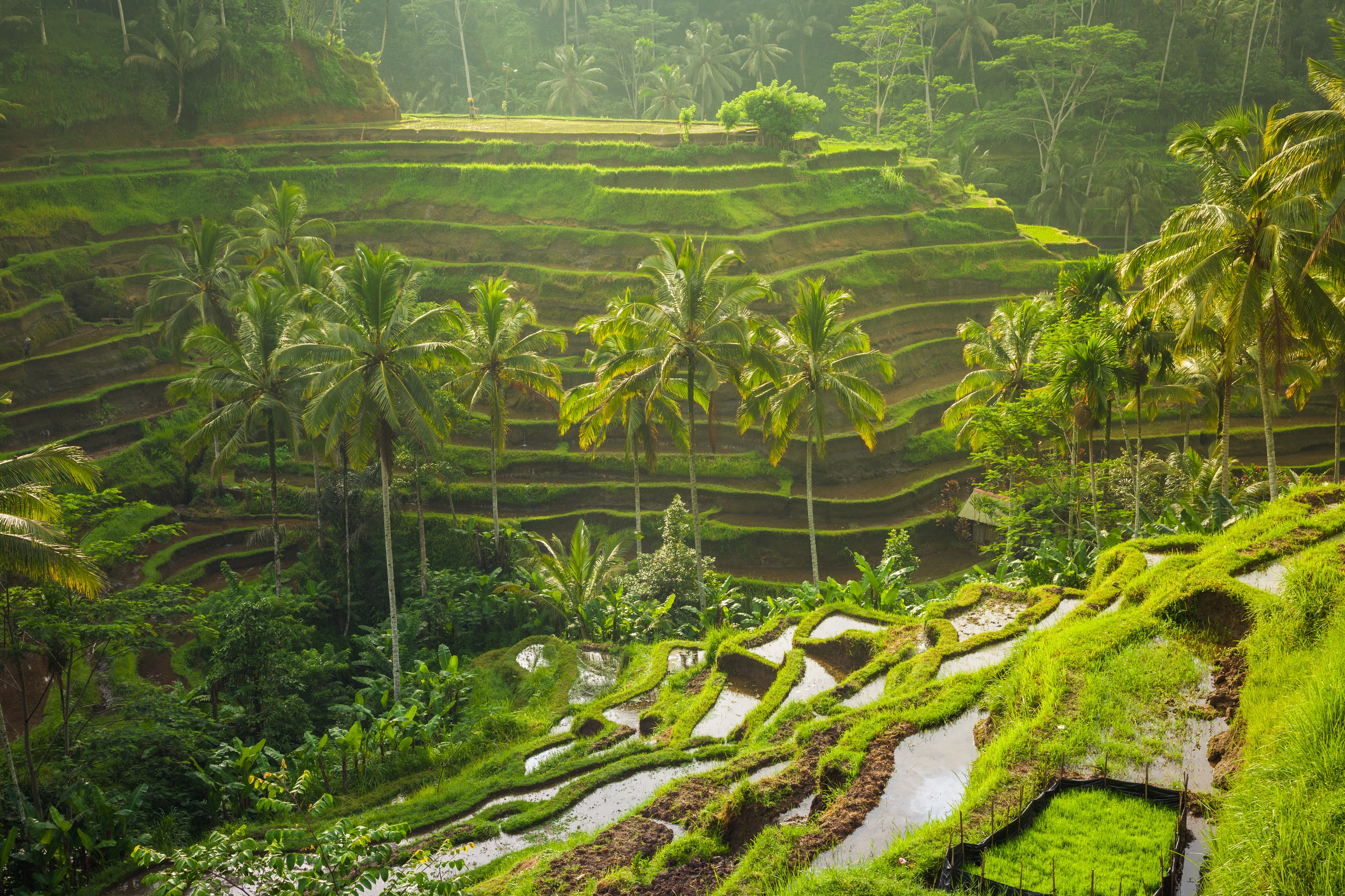 Ubud | Pelago