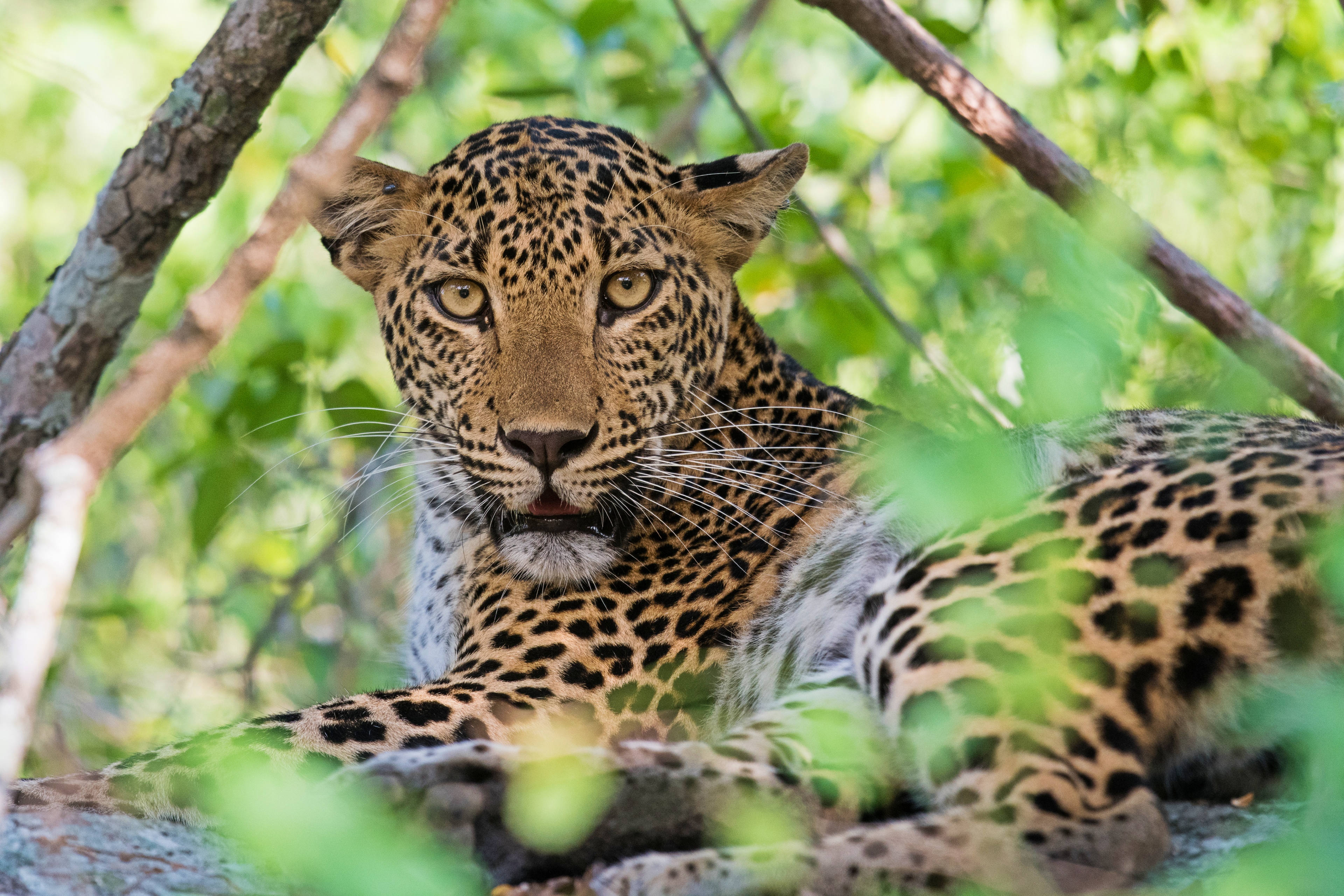 Yala National Park | Pelago