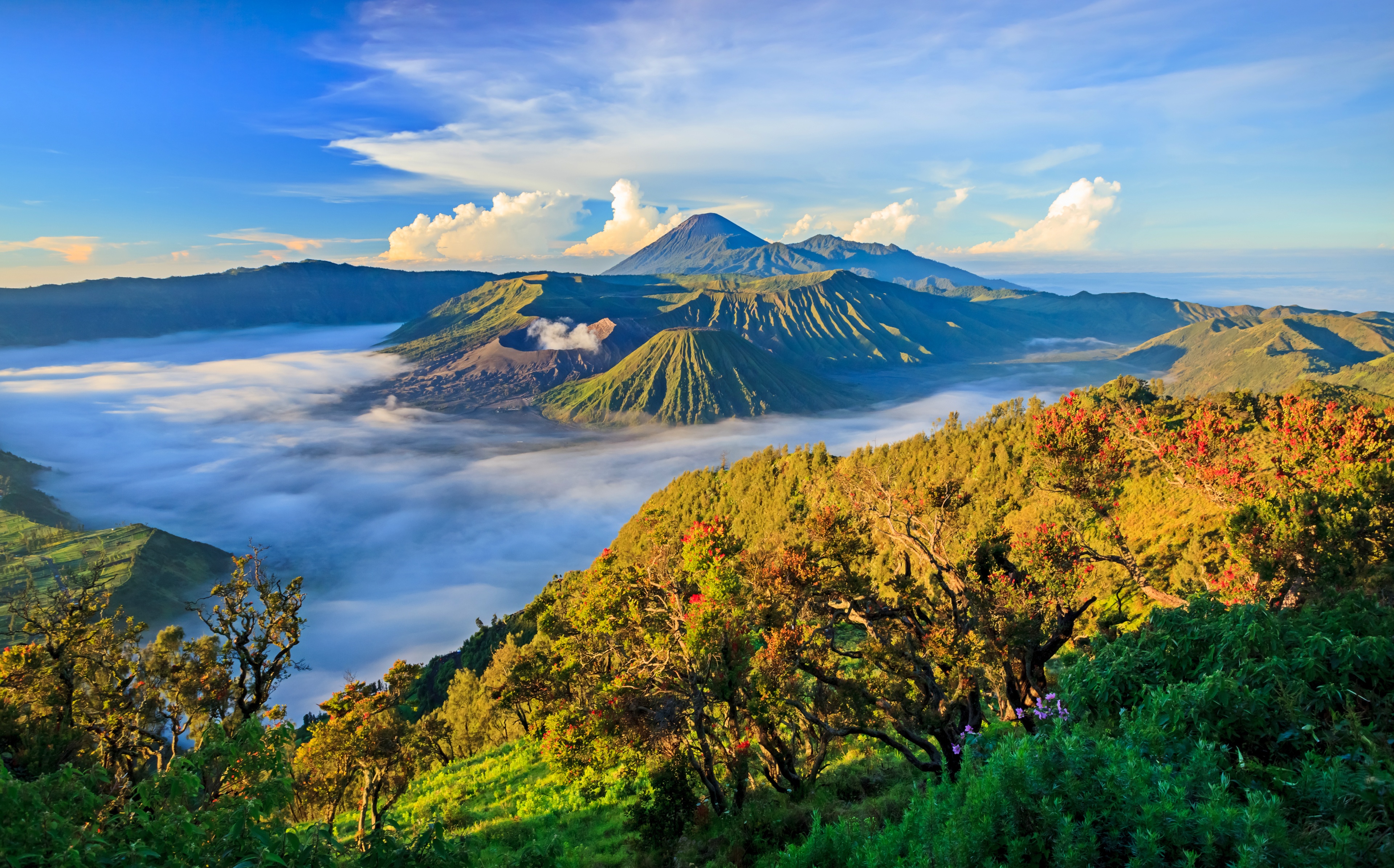 Indonesia | Pelago