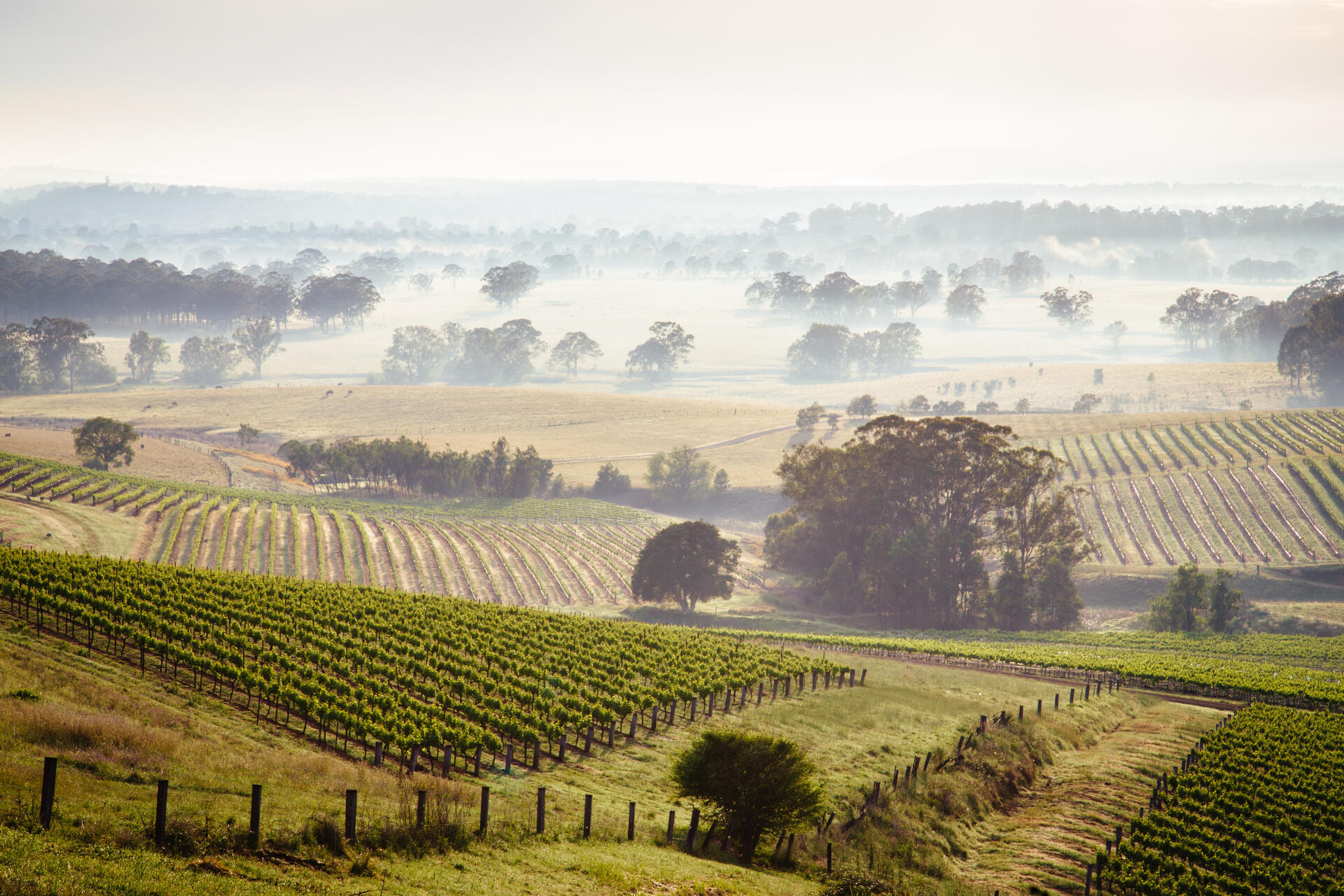 Hunter Valley Road | Pelago