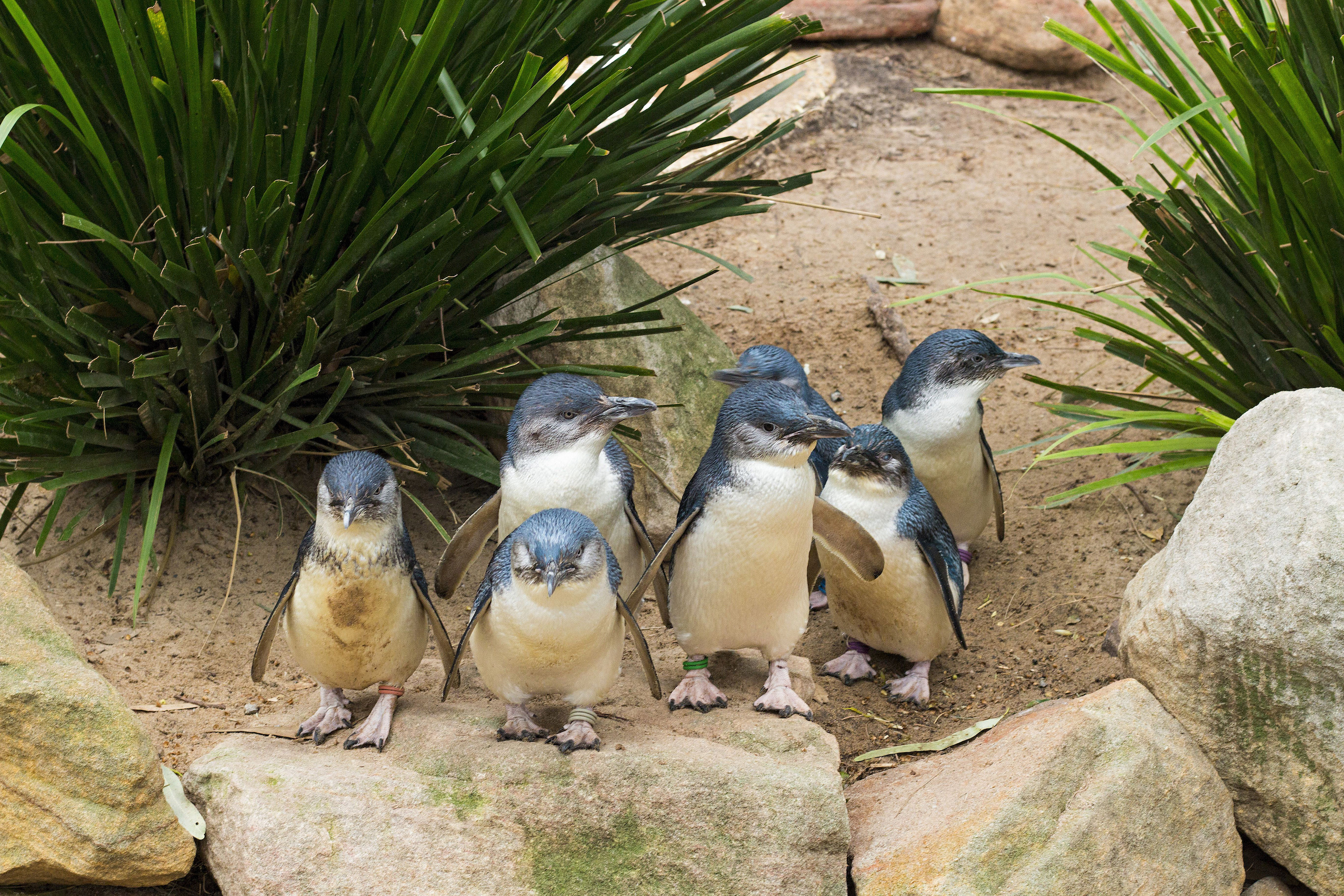 Phillip Island | Pelago	