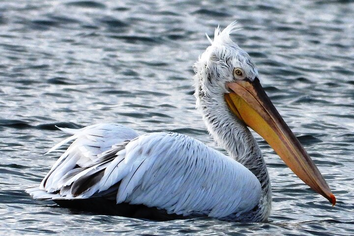 Maybe the most impressive bird living in Albania - the Curly Pellican