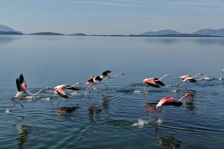 Birdwatching in Narta Lagoon from Vlora (3-6 Pax) - Photo 1 of 6