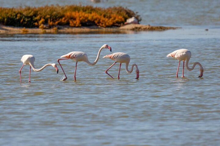 Birdwatching in Vjose-Narte Protected Landscape - Photo 1 of 20