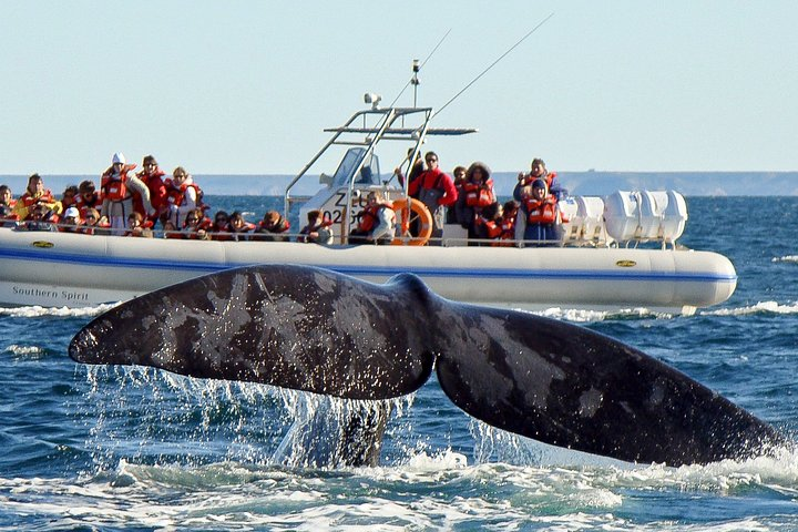 4 days in Peninsula Valdes - Whales, Penguins & Sea Lions watching - Photo 1 of 18