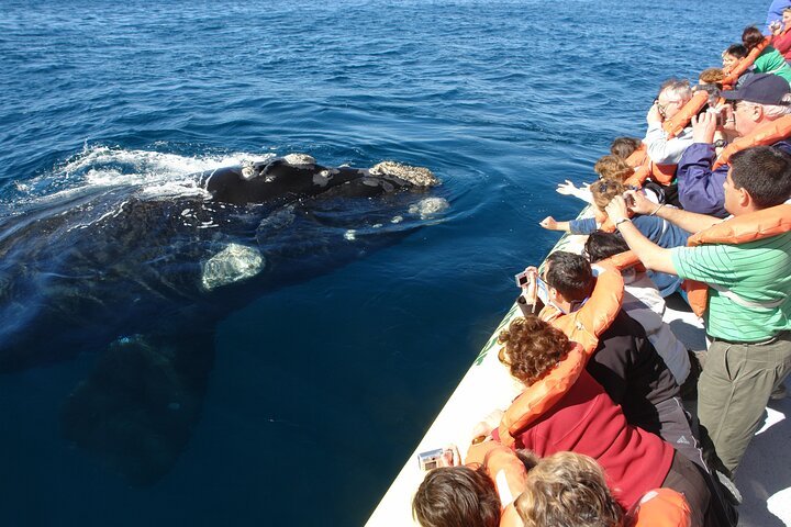 RIGHT WHALE WATHING AVISTAJE DE BALLENA FRANCA AUSTRAL