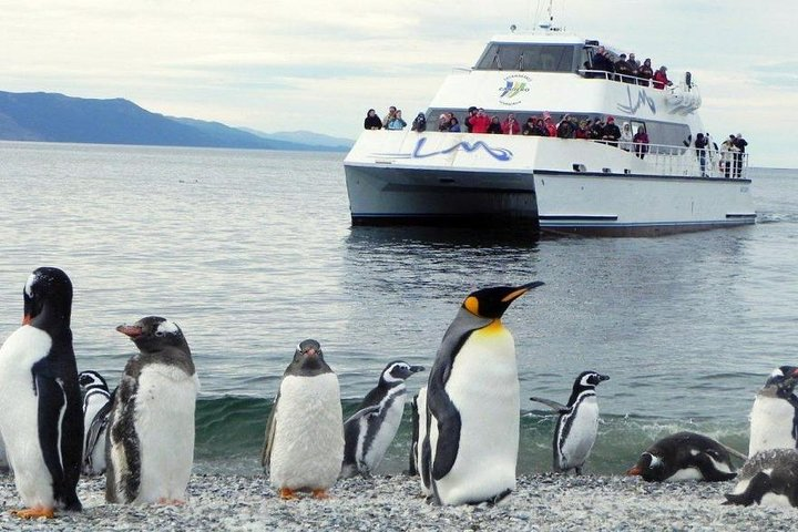 Beagle Channel Navigation Penguin Colony  - Photo 1 of 7