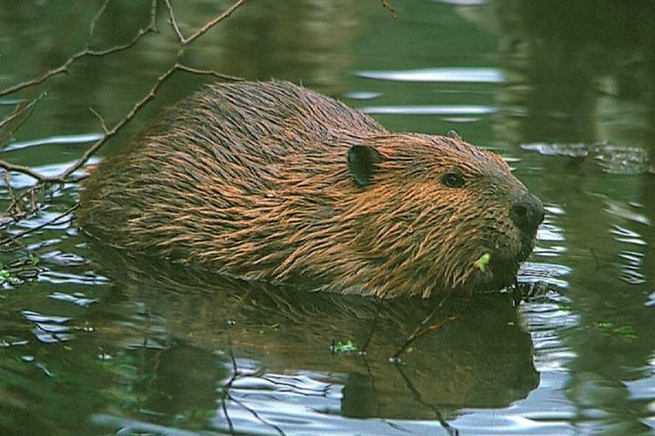 Beavers Watching - Photo 1 of 5