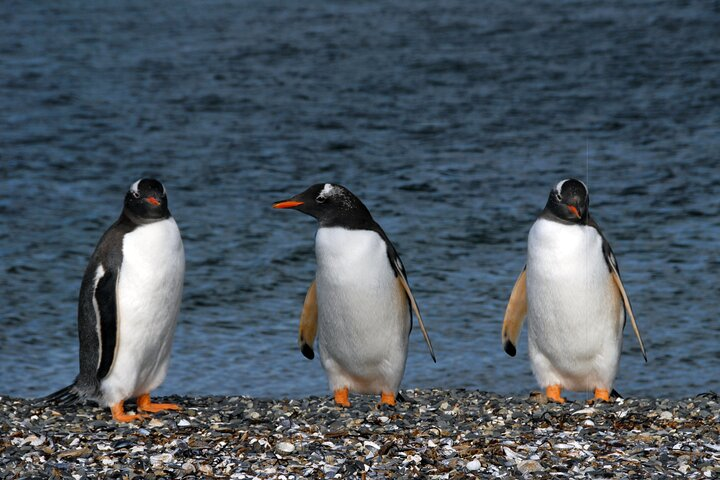 Catamaran Tour through the Beagle Channel and Penguins in Isla Martillo - Photo 1 of 13