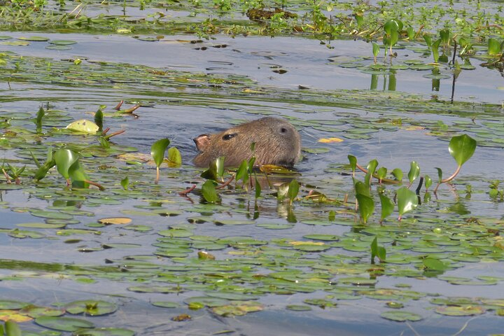 Connect with the nature of Iberá on a private tour - Photo 1 of 18