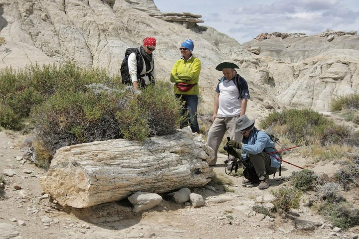 El Calafate: Day Trip to the spectacular Petrified Forest La Leona - Photo 1 of 6