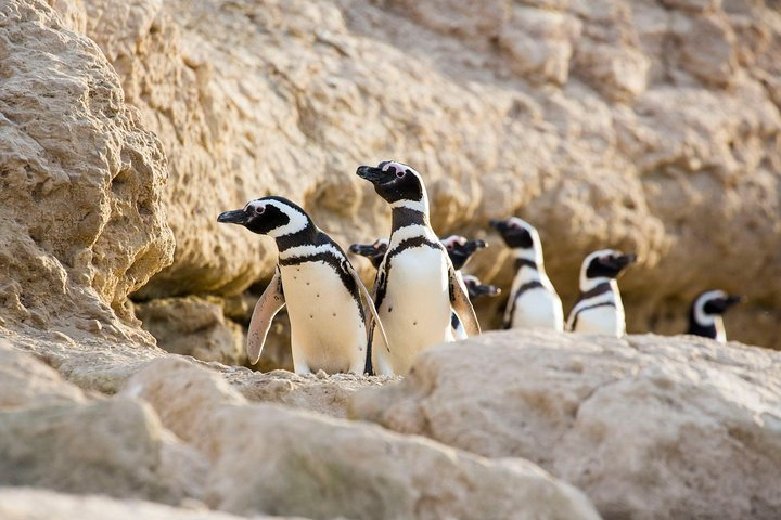 Penguin Colony and Estancia San Lorenzo