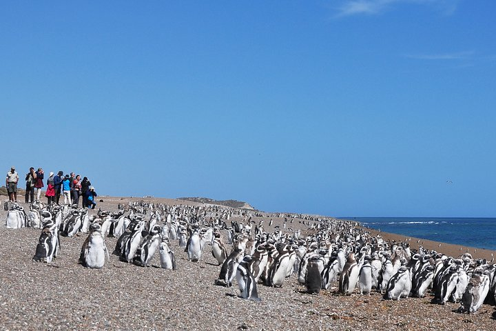 Estancia San Lorenzo Penguin Reserve and Punta Norte - Photo 1 of 8