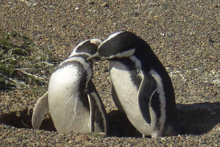 Penguins in Punta Tombo Reserve