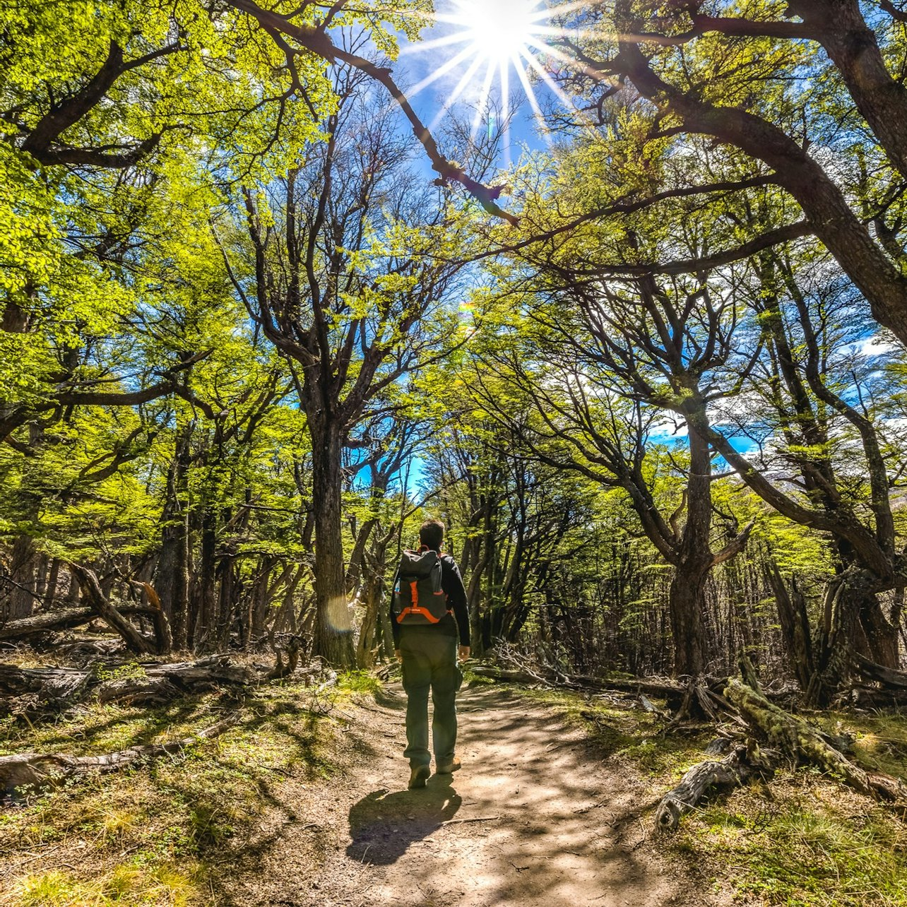 From El Calafate: Full-Day Tour to El Chaltén - Photo 1 of 4