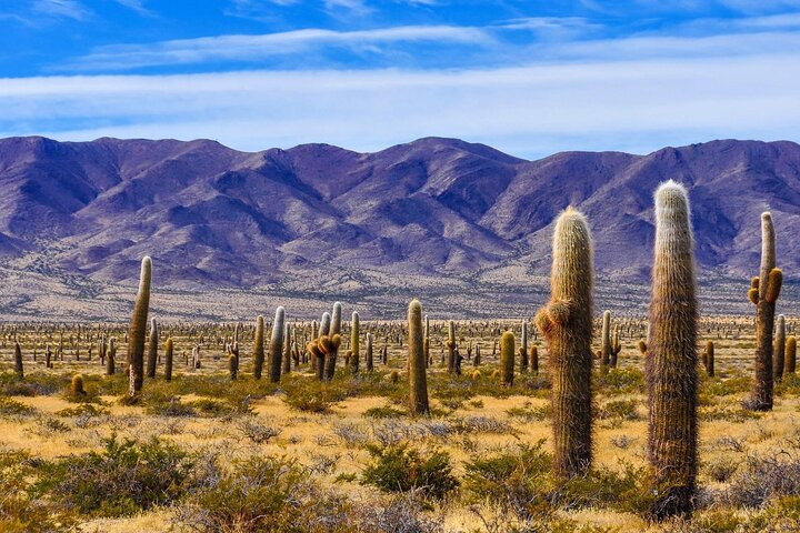 From Salta: Full-day tour to Cachi and Los Cardones National Park - Photo 1 of 24