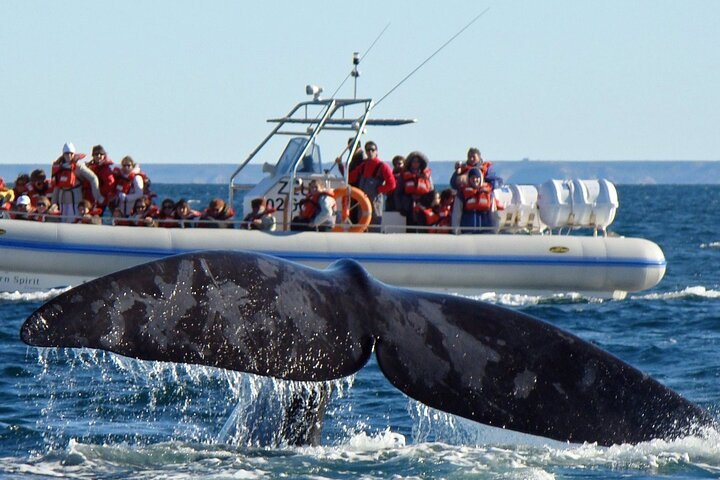 Full Day Peninsula Valdes - optional Whales Watching Navigation  - Photo 1 of 7