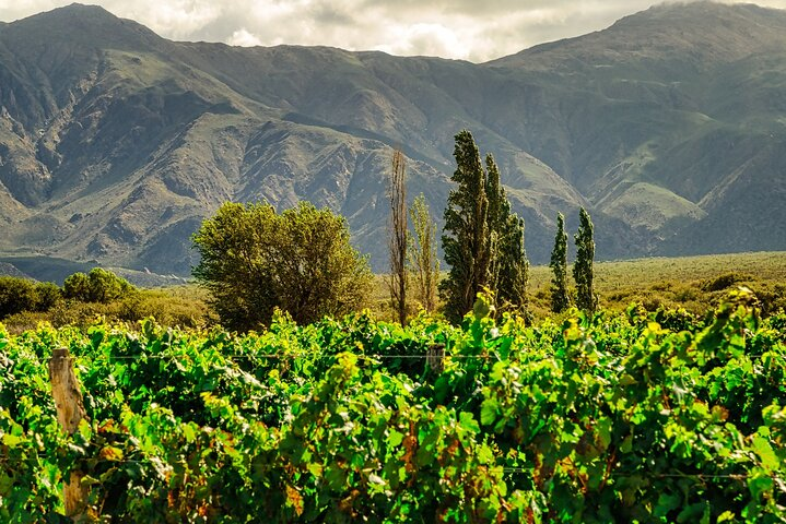 Full-Day Private Calchaquí Valley & Cafayate Wine Tour from Salta - Photo 1 of 6