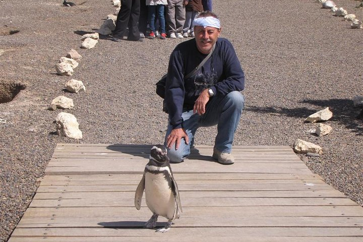 Full Day Punta Tombo - Walking Among Penguins Experience - Madryn - Photo 1 of 9