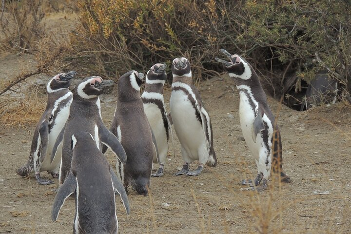 Full Day Tour Penguin Walk in Punta Tombo - Photo 1 of 10