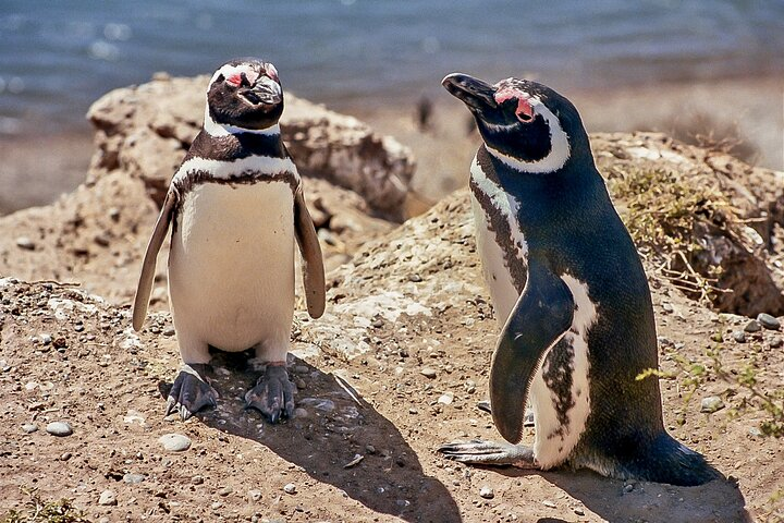 Full-Day Tour to Punta Tombo Penguin Colony  - Photo 1 of 7