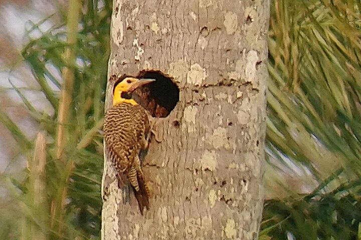 Iguazu Sunset & Nocturnal Birdiwatching - Photo 1 of 3