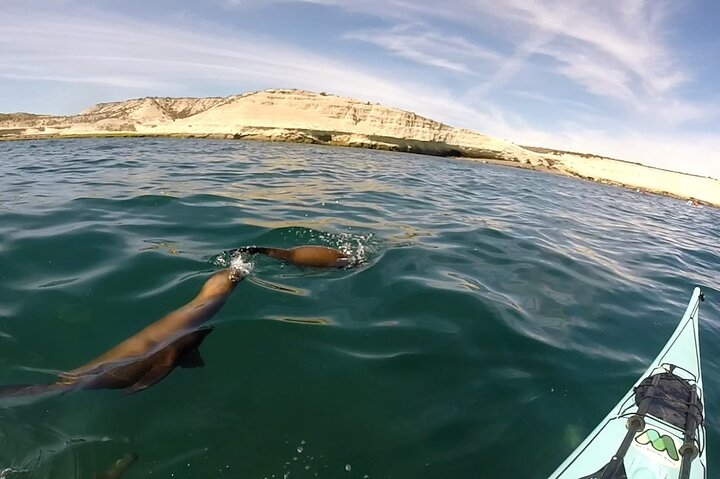 Kayak Paddling Experience with Sea Lions in Puerto Madryn - Photo 1 of 18