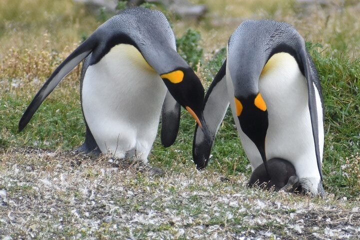 Navigation to the Penguins island - USHUAIA - Beagle Channel - Photo 1 of 9