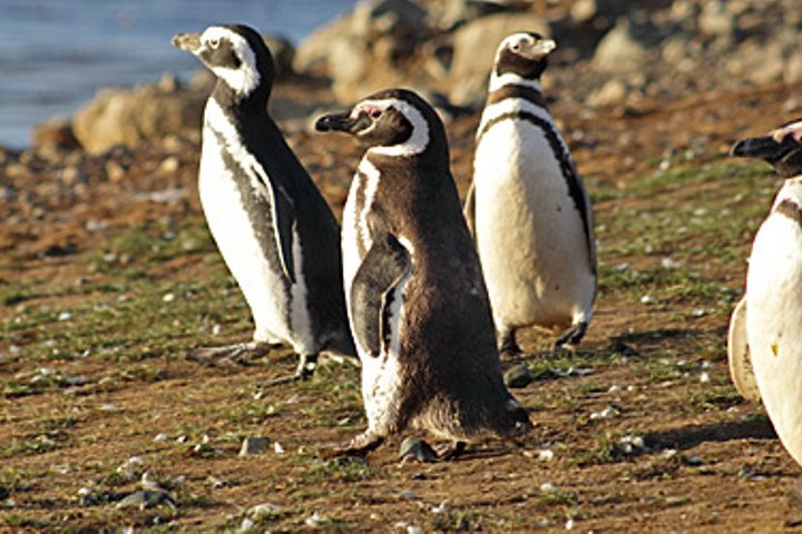 Penguin colony in Ushuaia - Photo 1 of 7