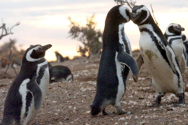 Penguin watching in Punta Tombo - Photo 1 of 8