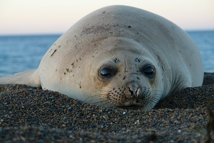 Peninsula de Valdes - Puerto Madryn **(Shared tour for cruises)** - Photo 1 of 5