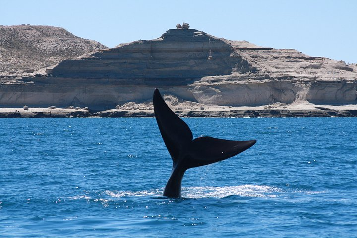 Ballena Franca Austral