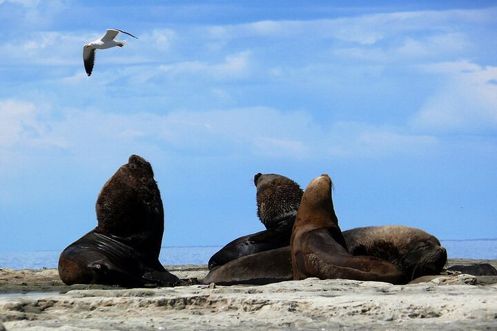 Peninsula Valdes Private Tour Discovering The Sea Lions Reserve - Photo 1 of 16