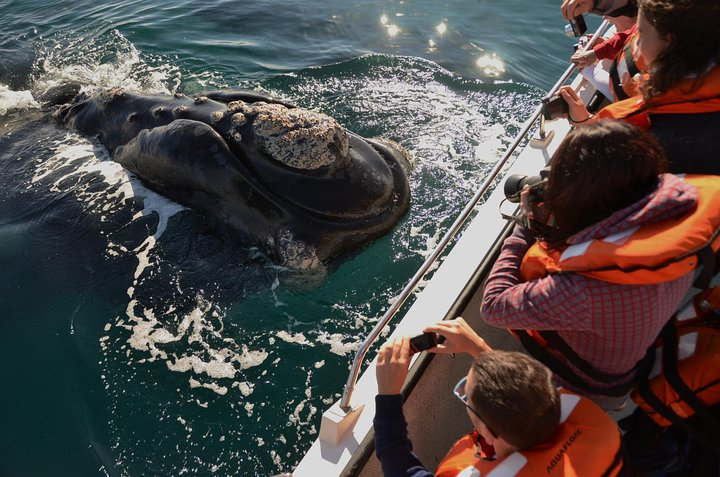 Whale Watching Navigation