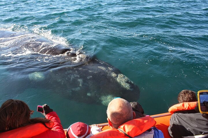 Peninsula Valdes & Whales - Photo 1 of 2