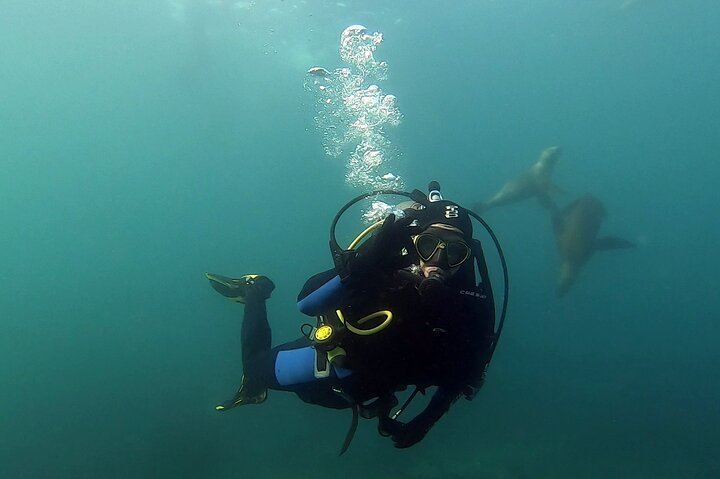 Private Diving Experience with Sea Lions in Punta Loma - Photo 1 of 6