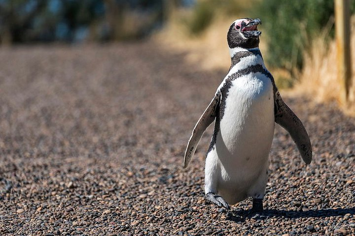 Private Tour Discovering Punta Tombo Penguin Reserve From Puerto Madryn - Photo 1 of 14