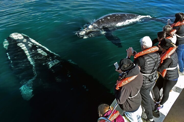 Puerto Madryn: Peninsula Valdes National Park Day Trip - Photo 1 of 11