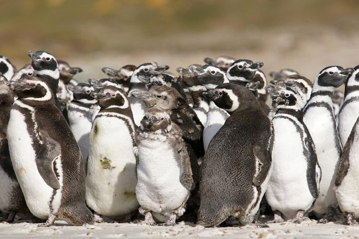 Puerto Madryn Shore Excursion: Private Day trip to Punta Tombo 