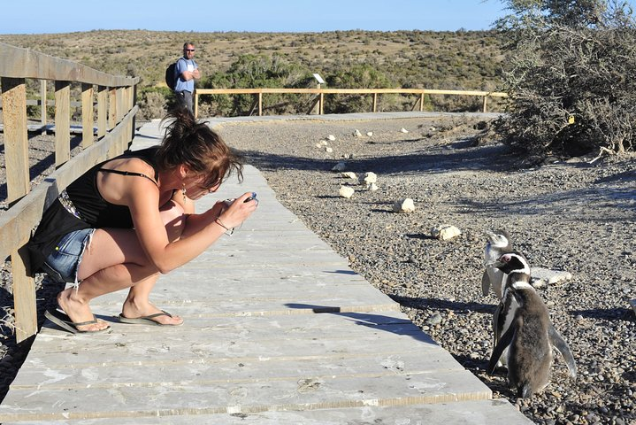 Penguins at Punta Tombo 