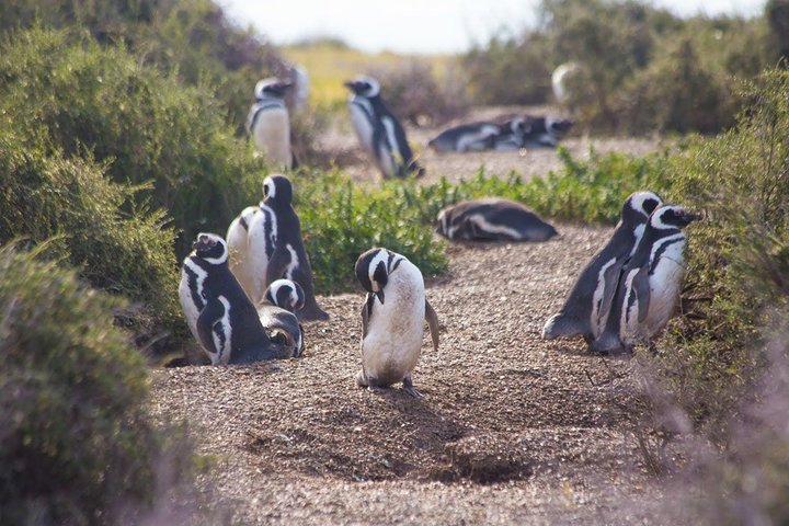 Maguellan Penguins