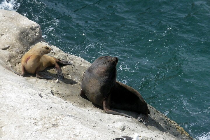 Shore Excursion Peninsula Valdes Discovering The Sea Lions Reserve - Photo 1 of 13