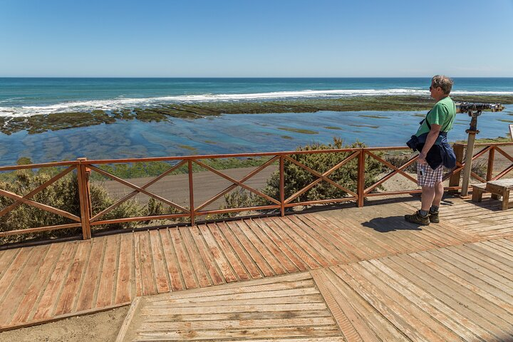 Shore Excursion Peninsula Valdes or Punta Tombo - Private Car  - Photo 1 of 7