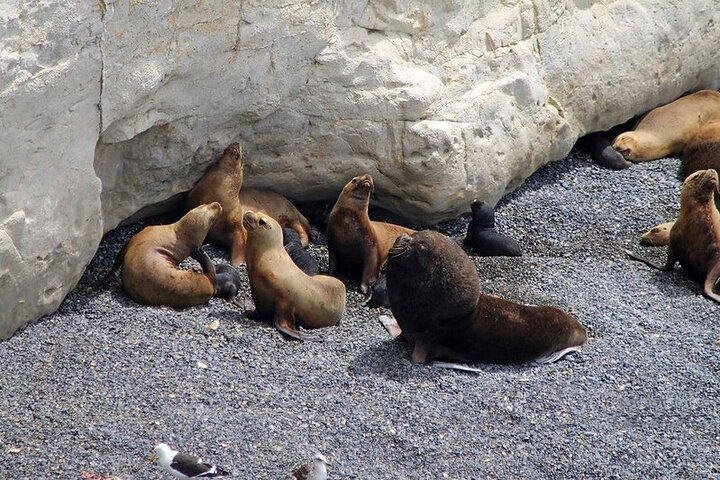 Shore Excursion Punta Loma Sea Lions Reserve Including Puerto Madryn City Tour  - Photo 1 of 13