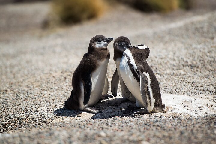 Shore Excursion Punta Tombo Penguin Reserve From Puerto Madryn - Photo 1 of 15