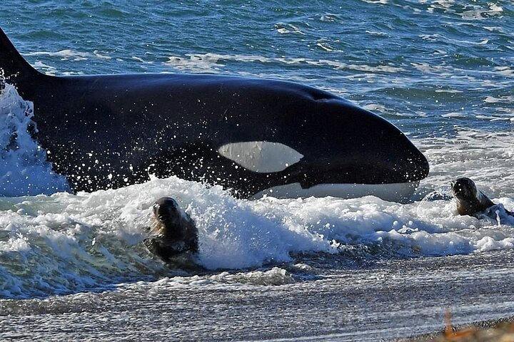 Orcas in Peninsula Valdes