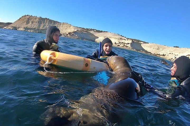 Snorkeling with Sea Lions by Madryn Buceo - Photo 1 of 7