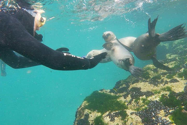 Snorkeling with Sea Lions - Photo 1 of 10